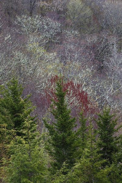 Jones, Adam 아티스트의 Lichen covered trees at high elevation-Great Smoky Mountains National Park-North Carolina작품입니다.